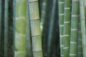 pexels-photo-medium